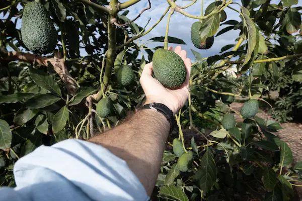Qué es la exportación de palta y por qué es importante para el Perú