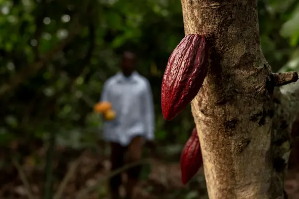Principales mercados de destino del cacao peruano
